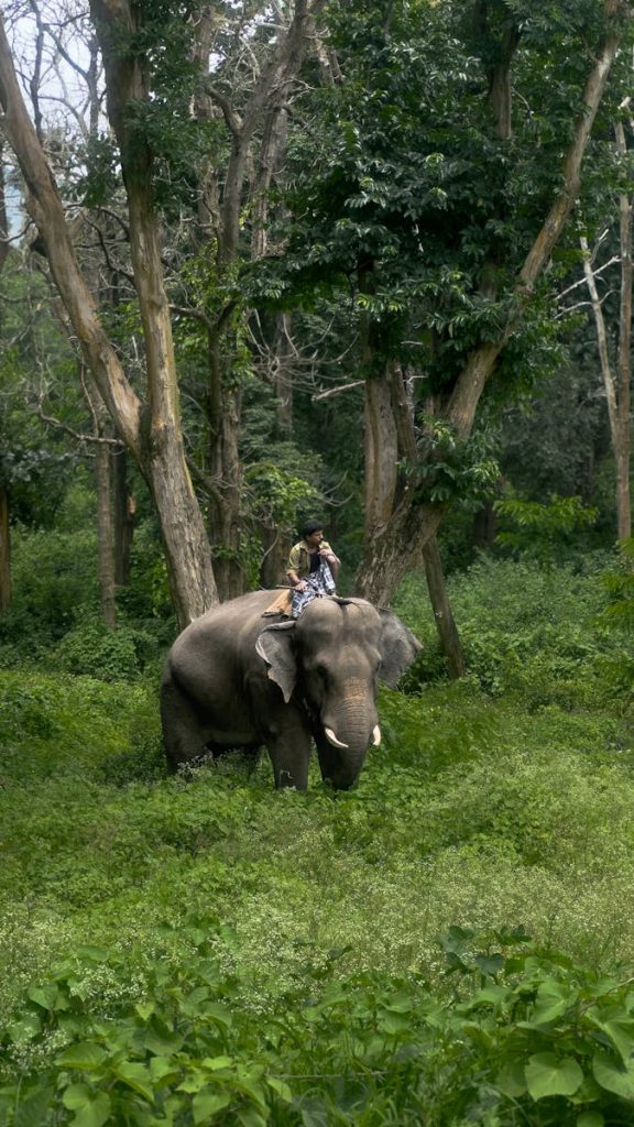 Un passionné d'animaux sauvages à dos d'éléphant dans une forêt