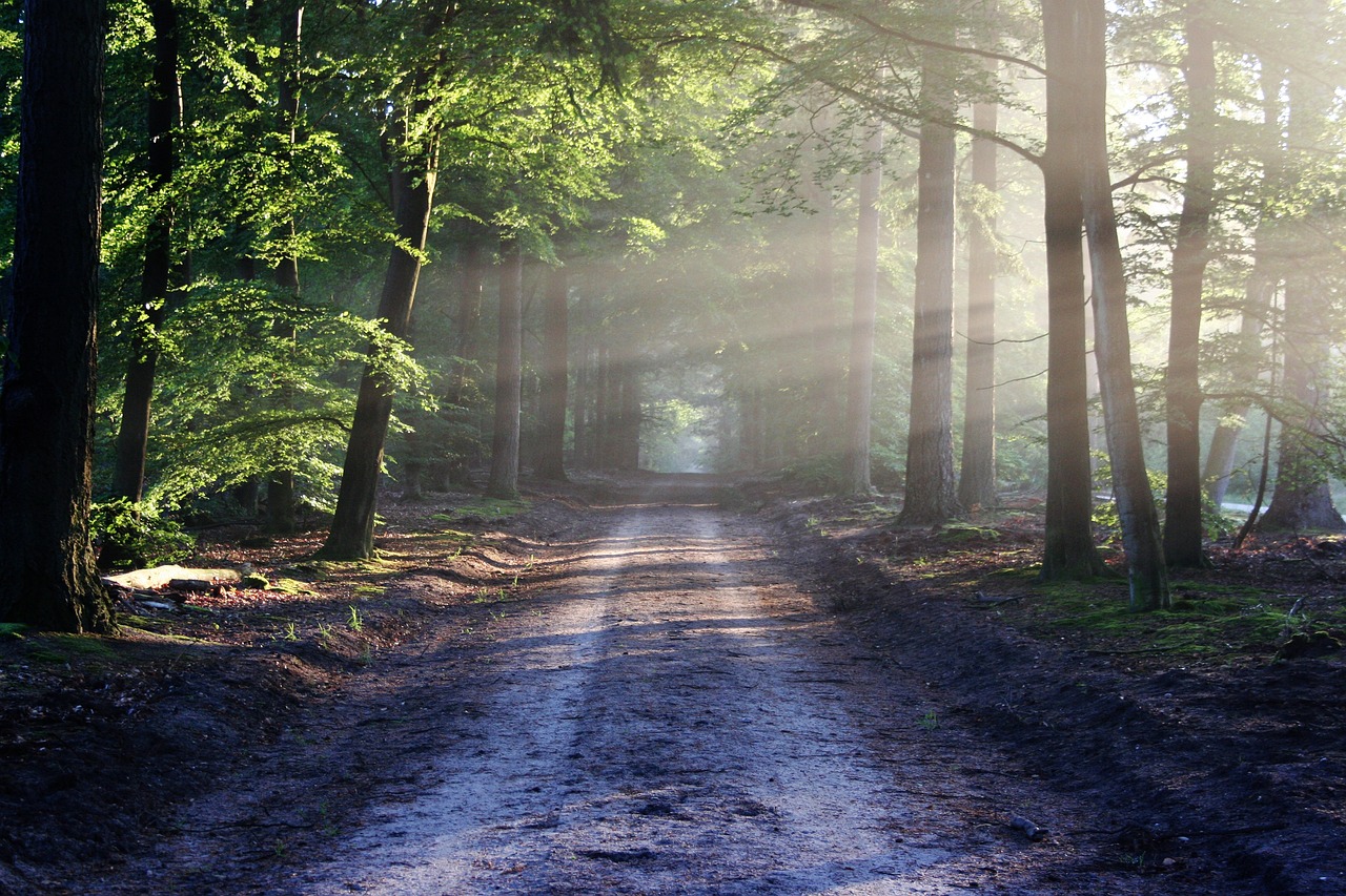 découvrez la beauté et la diversité de la nature à travers des paysages époustouflants, une faune fascinante et une flore riche. explorez l'importance de la protection de notre environnement et apprenez comment chaque geste compte pour préserver ce patrimoine naturel unique.