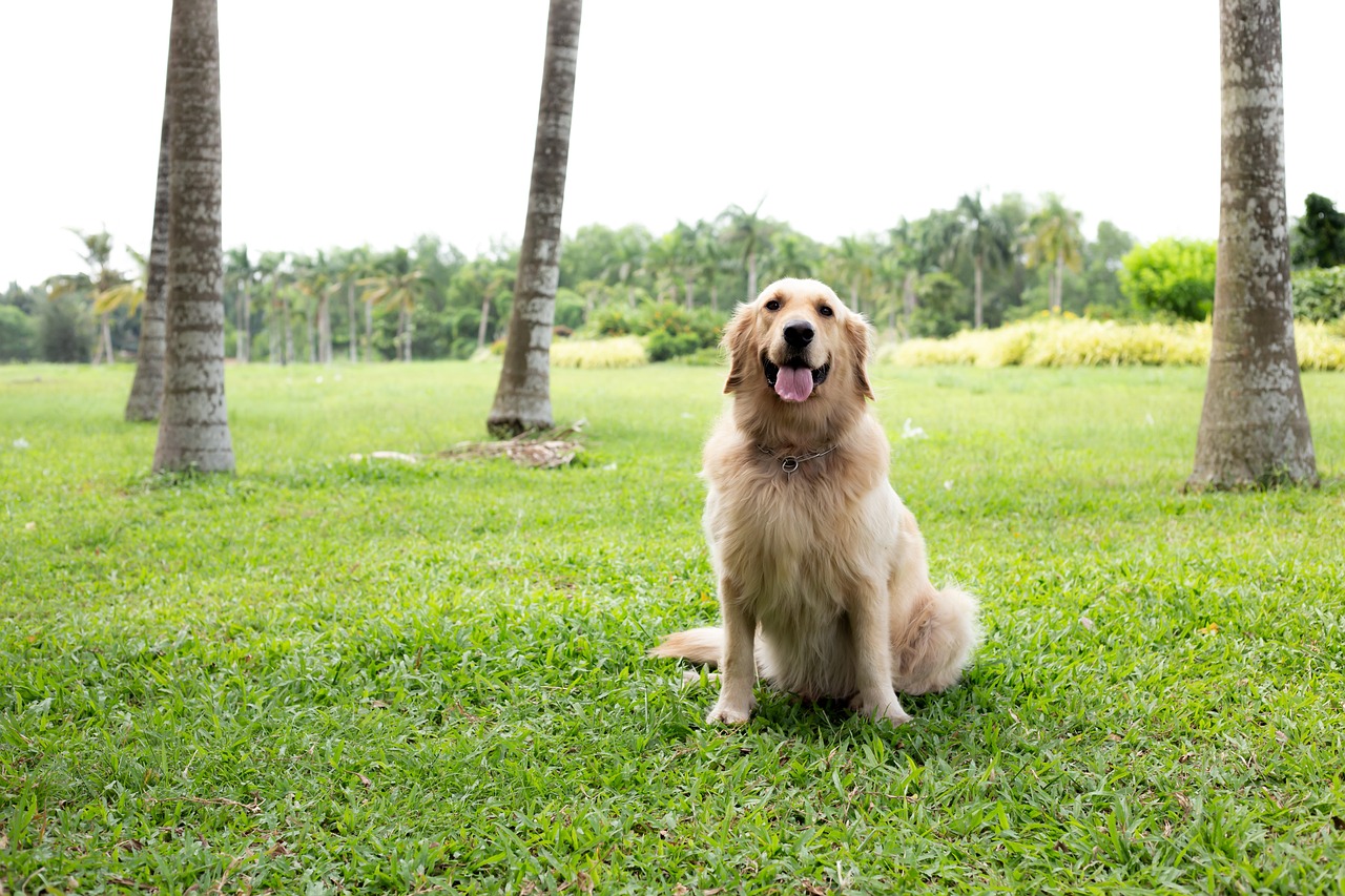 découvrez des destinations de voyage accueillant les animaux de compagnie ! profitez d'aventures inoubliables avec votre fidèle compagnon à travers des hébergements pet-friendly, des activités adaptées et des conseils pratiques pour voyager sereinement avec votre animal.