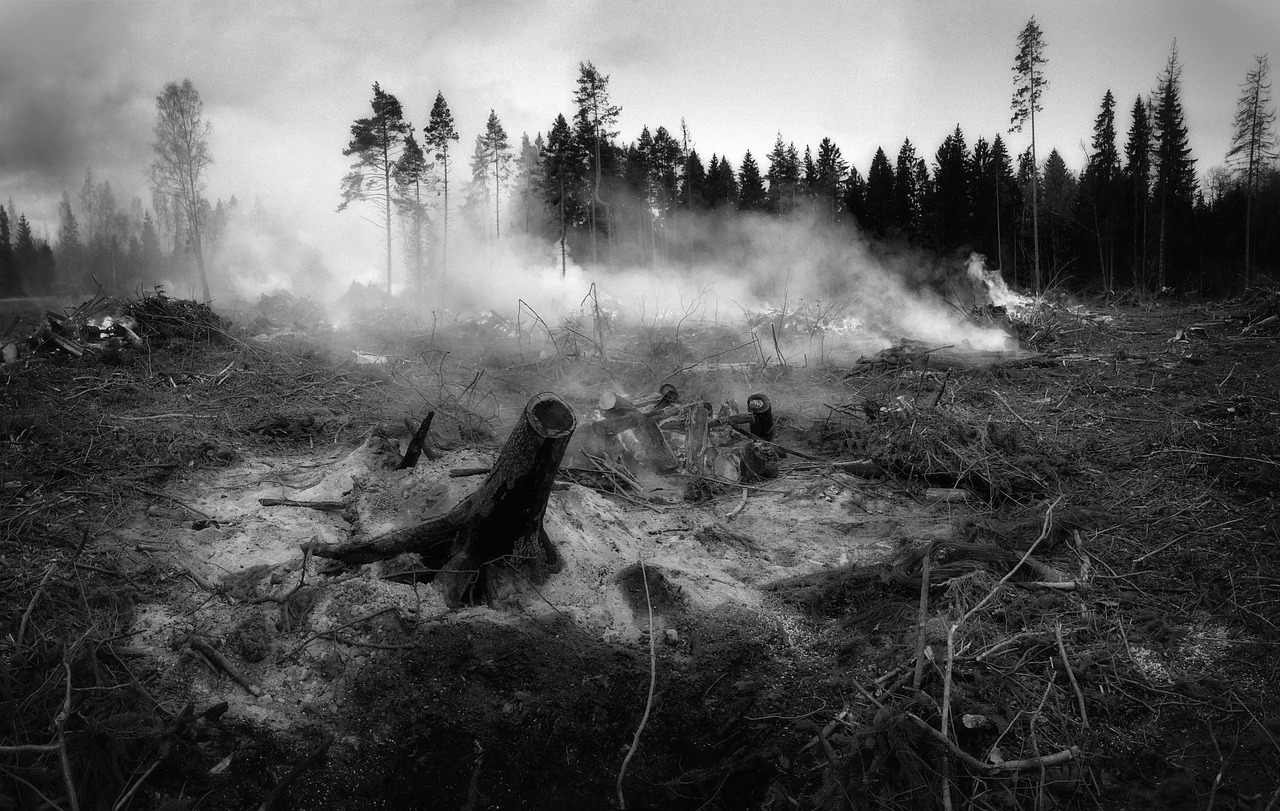 découvrez l'impact des feux de forêt sur l'environnement et la biodiversité. explorez les causes, les conséquences et les mesures de prévention pour protéger nos écosystèmes face à ce phénomène naturel de plus en plus fréquent.