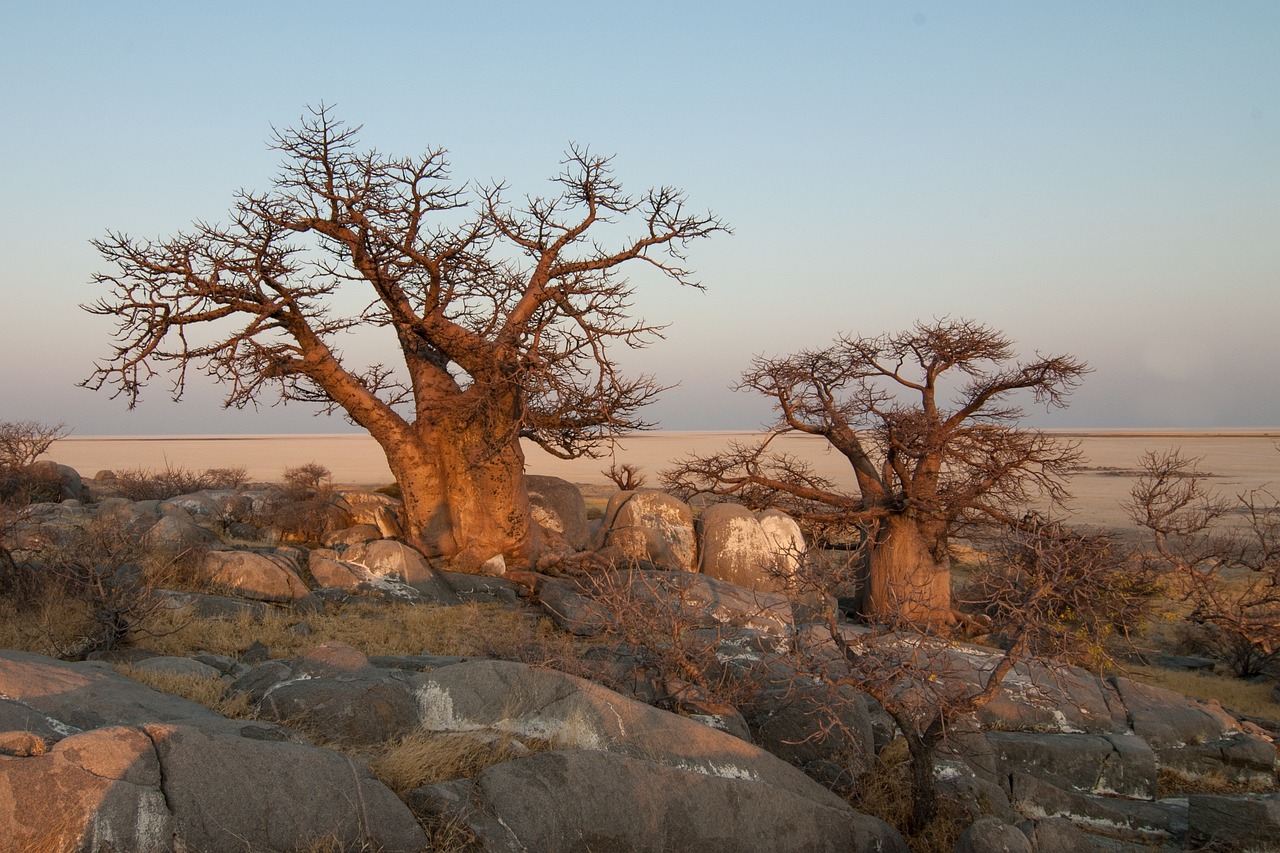 découvrez le botswana, un pays d'afrique australe célèbre pour sa faune sauvage extraordinaire, ses paysages époustouflants et le delta de l'okavango, classé au patrimoine mondial de l'unesco. explorez les parcs nationaux, la culture unique des peuples locaux et vivez une aventure inoubliable au cœur de la nature.