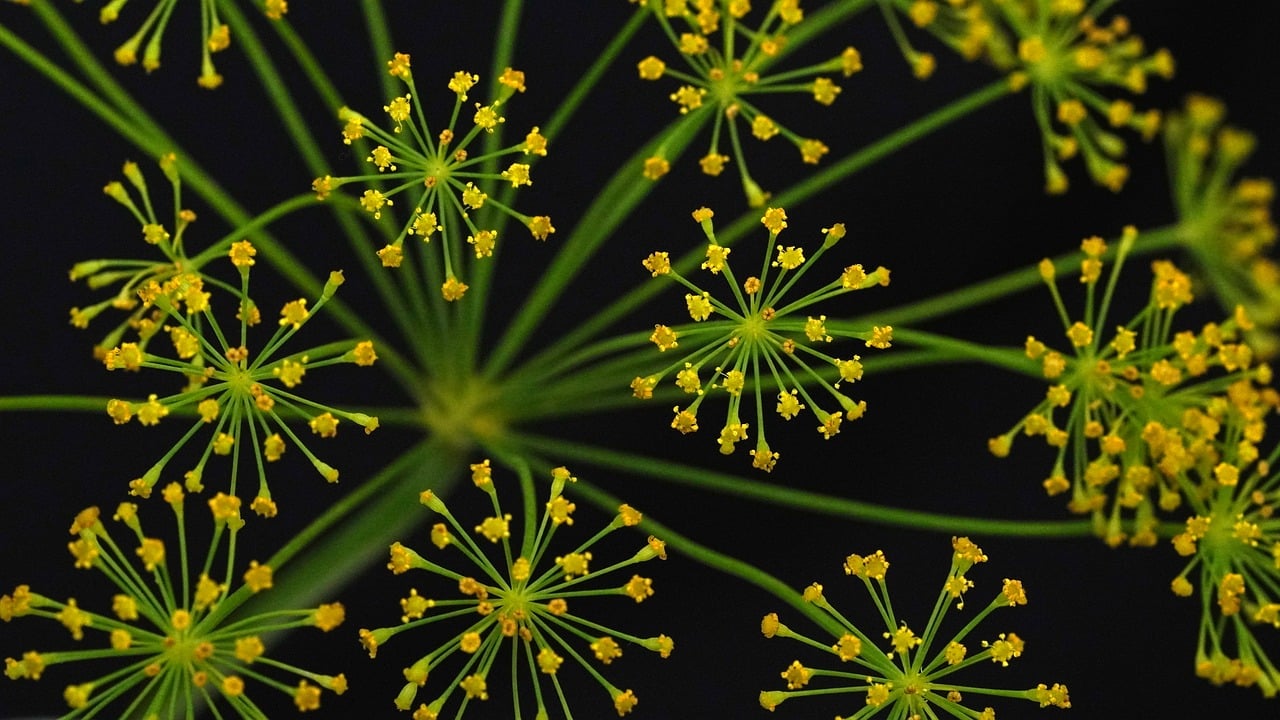 découvrez les bienfaits des herbes et des épices pour rehausser vos plats tout en apportant saveur et santé à votre cuisine. explorez une variété d'options naturelles pour stimuler vos papilles et enrichir vos recettes.