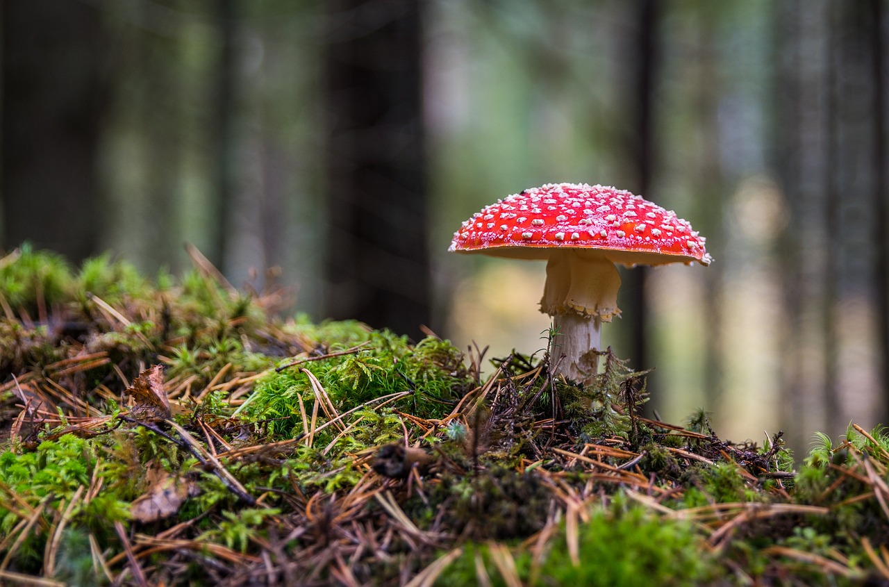 découvrez l'univers fascinant du tourisme mycologique ! explorez les forêts luxuriantes, identifiez des champignons rares et savourez des expériences culinaires uniques autour de ces délices de la nature. rejoignez-nous pour une aventure inoubliable en pleine nature !