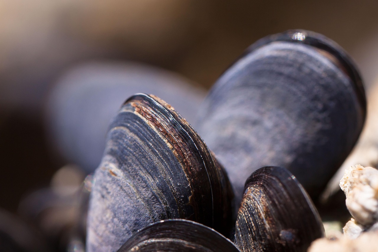 découvrez l'univers captivant des fruits de mer : recettes, conseils de préparation, et bienfaits nutritionnels. plongez dans un océan de saveurs avec nos sélections de crustacés, mollusques et poissons frais.