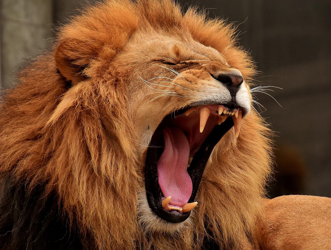 découvrez la danse du lion, une tradition festive asiatique symbolisant la chance et la prospérité. plongez dans cet art vibrant, rempli de rythmes captivants et de spectacles éblouissants qui animent les célébrations culturelles.