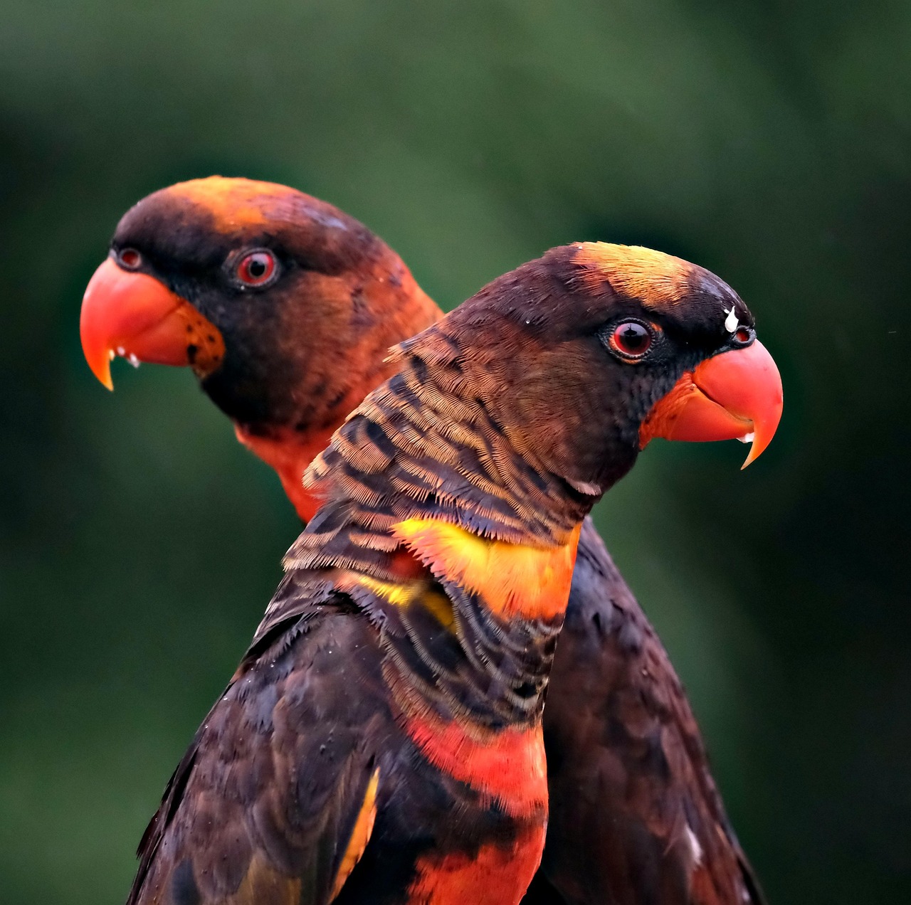 découvrez la richesse de la faune sauvage à travers des articles fascinants sur les habitats, les comportements et la conservation des animaux. explorez la biodiversité et apprenez comment protéger notre planète.