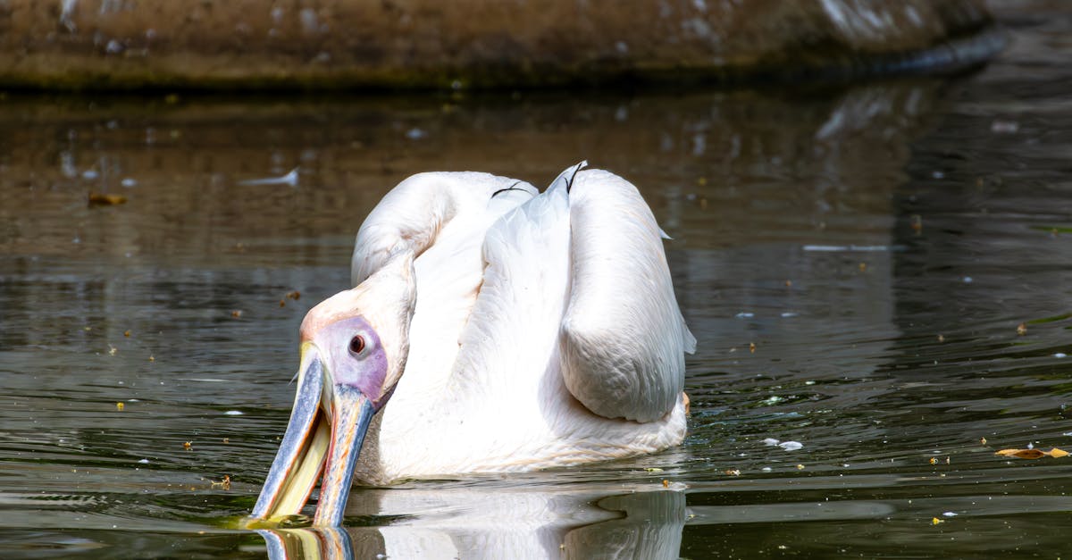 découvrez la richesse de la biodiversité, essentielle à la santé de notre planète. explorez les différents écosystèmes, la faune et la flore, et apprenez pourquoi la protection de la biodiversité est cruciale pour notre avenir.