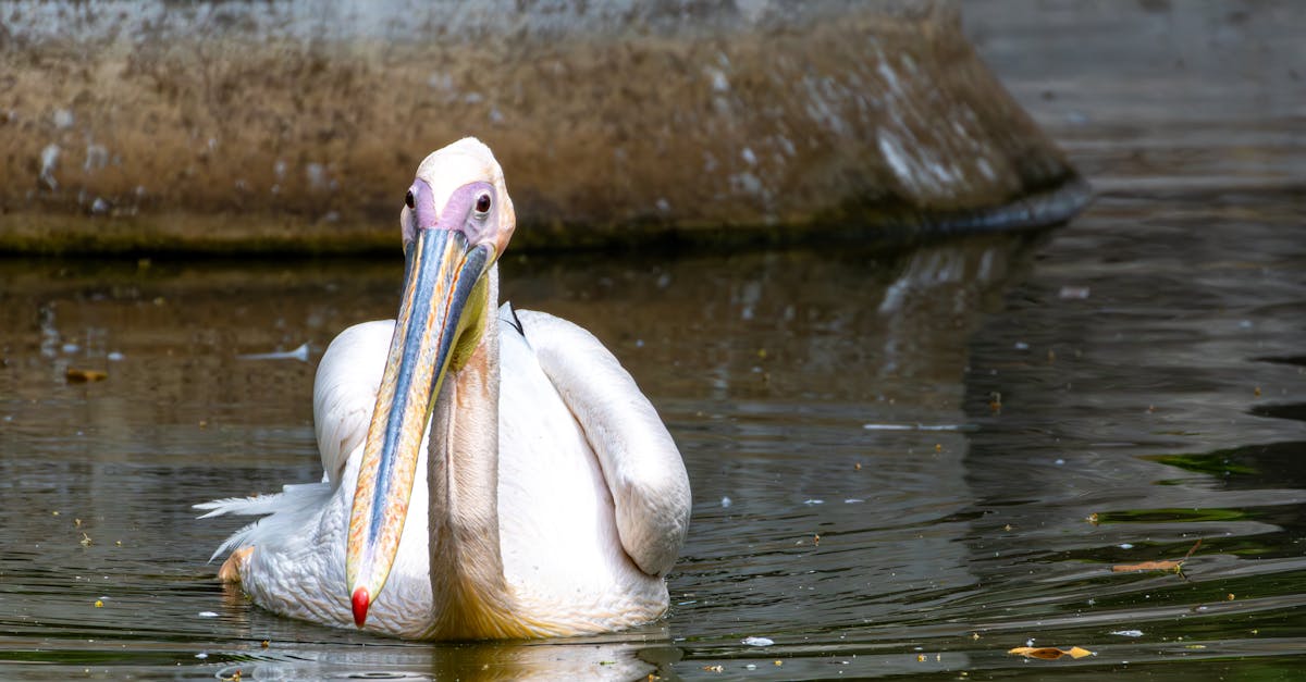découvrez la richesse de la biodiversité et son importance pour notre écosystème. explorez les différentes espèces, leur habitat, et les menaces auxquelles elles font face. engagez-vous pour la protection de notre planète et apprenez comment chaque action compte pour préserver la diversité biologique.